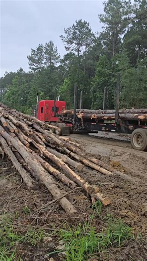 It's a muddy mess #cuttingedgelogging #kenworth #largecar | Kelly Comedy