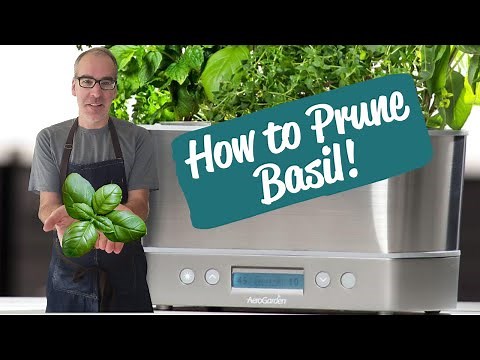 Pruning Genovese Basil | AeroGarden Harvest Elite