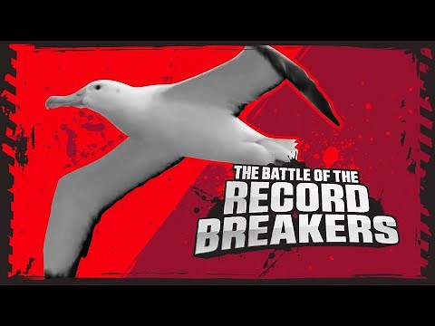 Albatross Vs Blue Whale! | Deadly Animal Showdown | BBC Earth Kids