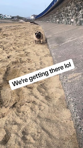 Pug Determined to Fight Fat! 😂