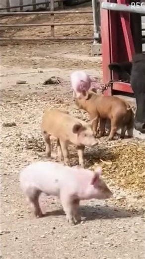 Tiny Pigs Annoy Giant Cow: Who Wins?