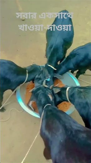 #foryou #animation #funny