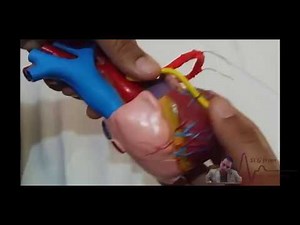 A golden rule to recognize LAD from cardiac rotation in cath. lab , Dr Alaa Nasr