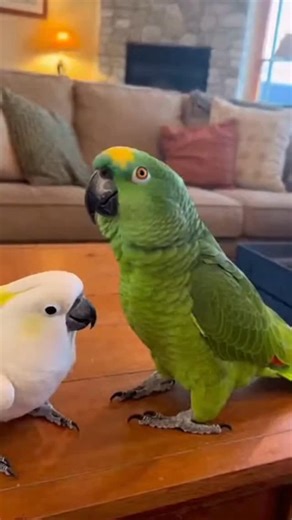 “BROOO!! My Parrot Just Beatboxed the House Down 😂🔥🦜” . . #FunnyBirds #ParrotBeatbox #TinnyTheParrot #USAFunnyVideos #ViralParrot #BeatboxChallenge #PetComedy #AmericanHumor #ParrotLife #LaughOutLoud | Tinny World