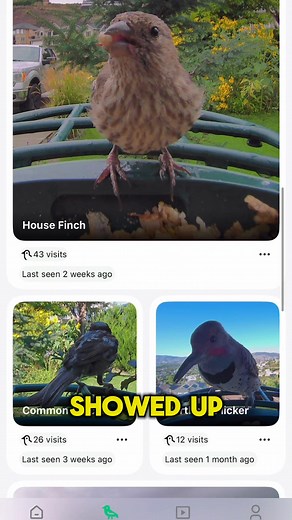 I wanted to share something a little different today. Over the past year I’ve been working hard on my on-camera skills so I can explain bird feeding in a clearer and more helpful way. It hasn’t been easy for me, but it’s something I’ve been pushing myself to get better at because it helps me educate our community in a way that feels personal and accessible. Recently a company called Kiwibit reached out and asked if I’d team up with them on an early Black Friday video for their new smart feeder. 