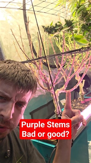 did you know under Canopy lights can turn your plant purple?