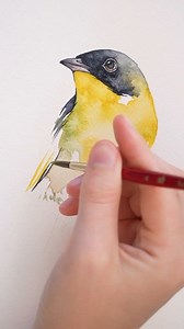 Watercolor warbler | Painted Wing