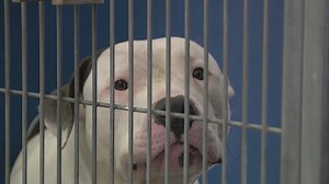 Maricopa County awards $27M for new animal shelter in Mesa