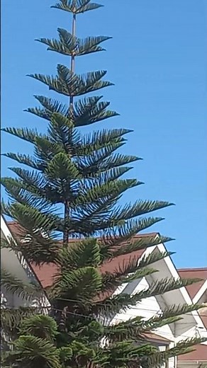 Identificando Araucaria excelsa o Araucaria heterophylla. Quillota, Valparaíso, Chile.