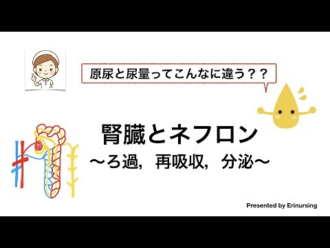 腎臓とネフロン｜ろ過、再吸収、分泌