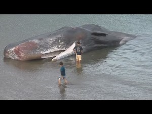 長島町 大型のクジラ1頭打ち上げられる マッコウクジラと見られる 全長約16メートル