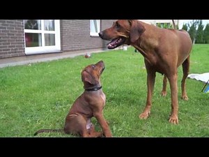 Rhodesian Ridgeback puppies | ievaimer
