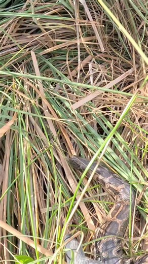 Kev Pav on Instagram: "As requested here is the capture footage from the last video I posted! I spotted the first python, which was an 11ft male and I was so focused on him that I didn't look up to see the 16ft female a few feet away. Ant saw the big girl and dove directly on her! It was extremely chaotic so I only have my shoulder mount and a lot of shaky snakey footage 🤣🤘 #python #burmesepython #burm #burmese #snake #foryou #fyp #fypシ #explore #explorepage #foryoupage #florida #floridaman #n