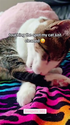 Hilarious Cat Cleaning Antics