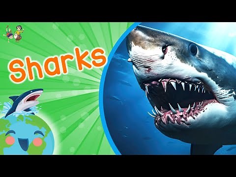 Sharks - Animals for Kids (Educational Video for Kids)