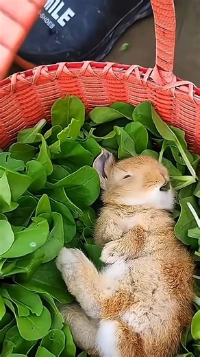 WHIMSY PAWS | #rabbit #petrabbit #rabbitlover #houserabbit #giantrabbit #rabbitlovers #rabbitchallenge #rabbitlife #rabbitworld #bunnies #rabbits #cute | Instagram