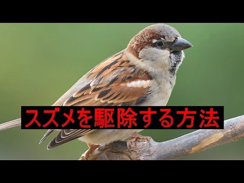 スズメを駆除する方法｜簡単で効果的なスズメ対策！