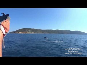 springende Delfine in der Kvarner Bucht, Kroatien: faszinierend, elegant, verspielt