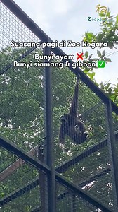Fun fact: Gibbons sing and call to mark their territory and strengthen family or mating bonds. Siamang gibbons have the loudest calls of all the gibbons!🐒🔊 #Siamang #WhiteHandedGibbon #Gibbon #ZooNegara #ZooNegaraMalaysia #ZooNegaraMalaysia2024 | Zoo Negara Malaysia