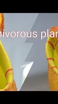 How does a carnivorous plant catch and eat food? Nepenthes design 🤔