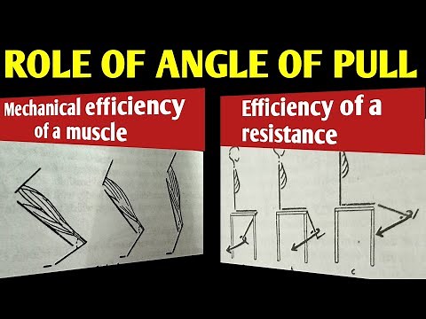 ANGLE OF PROVIDING RESISTANCE| EFFICIENCY OF A MUSCLE| EFFICIENCY OF A RESISTANCE 2023