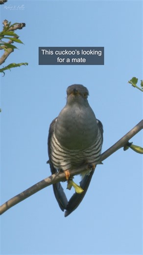 The cuckoo call is iconic, but did you know only the male makes this sound? Find out more about cuckoos and their incredible stories in my latest series #cuckoo #cuckoobird #birdwatching | Robert E Fuller
