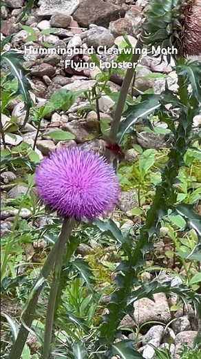 Hummingbird Clearwing Moth Sipping Nectar from Thistle Flower #explorereels #shorts