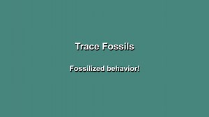 Start off June with Mineral Monday- Online Edition! Join Dr. Spencer Lucas, Paleontologist, as he describes what are trace fossils and how these very special fossils can help describe the lives of past organisms. Want to have your very own mineral, rock, fossil, or meteorite identified? Then, make sure you submit your specimen for Mineral Monday-Online Edition! Check out our photo library of some of the specimens identified by our Curators this last month. To learn more about Mineral Mondays and