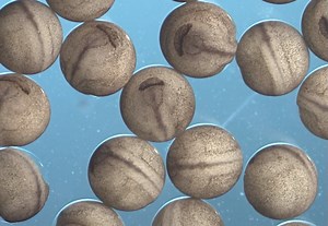 SCENE: Video by the Patel Lab showing development of frog eggs into tadpoles. | Labocine | Facebook