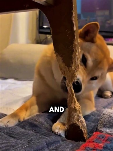 Shiba Inu's 6-Month Master Plan