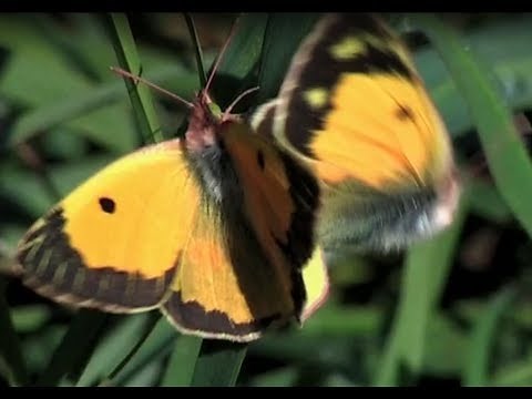The Clouded Yellow (Colias crocea)