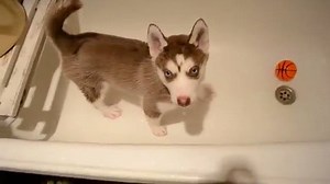 2.4K views · 52 reactions | Husky puppy bathes in a bathroom | BuzzSharer Huskies | Facebook