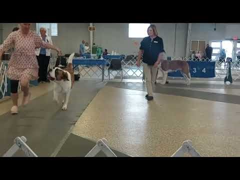 Trotting Giants: Saint Bernard Dog Show (Brighton, CO)