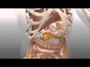 Location of Pancreas