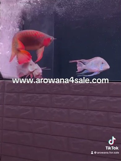 ✨👑 Meet the KING SUPER RED AROWANA – the legendary Dragon Fish! ❤️🐉