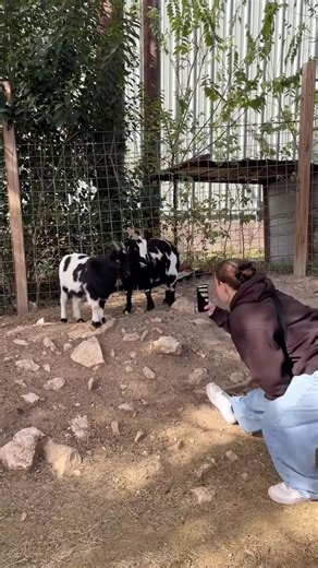 Screaming Goat Yard & Tap on Instagram: "It’s not easy being the most popular goats in the Texas Hill Country 🐐💅🏻 #screaminggoatyard #goatsofinstagram #txhillcountry #sanantoniobar springbranchtx"