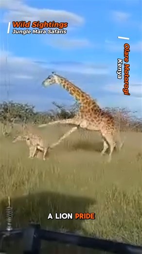 6.8K views · 39 reactions | A desperate giraffe mum kicked a hunting lion in the face after it jumped on her baby’s back. #lion #giraffe #kenya #safari #wildlife | Wild Sightings | Facebook