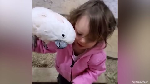 Surprising animals showing love you didn't expect