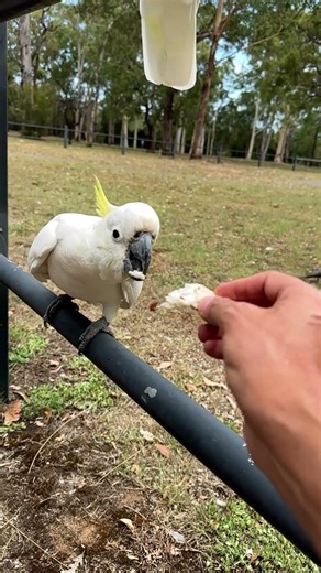 Birdy Num Num - Cockatoos in the wild