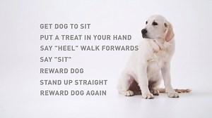 1.4K views · 114 reactions | Puppies love to go for walks - getting your puppy to walk nicely on the lead is one of the most important parts of puppy training. That’s why Royal Canin Australia and New Zealand has developed a training video to help you teach your puppy to heel. For more training and advice visit: www.incrediblepet.com #royalcanin #SEDA #SeeingEyeDogsAustralia #trainingtips #rewardincredibl | Seeing Eye Dogs | Facebook