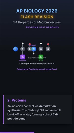 AP Biology 2026 Exam Quick Revision Unit 1.3 Macromolecules #apbiology #apbio #apbio2026 #study