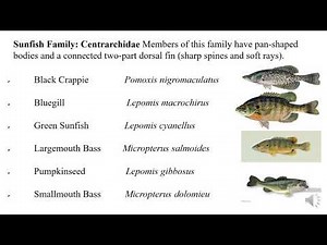 Identification of Fishes up to, Family, Order, Genus and Species
