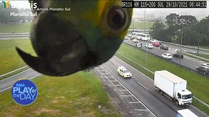 Curious parrot makes surprise appearance on Brazil traffic camera