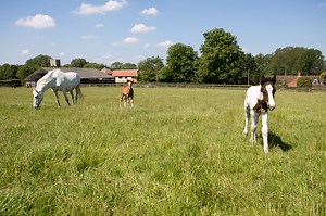 Breeding horses: do you need to breed? - World Horse Welfare