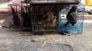 36K views · 431 reactions | An otter appears very stressed and...