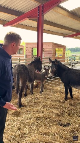 'One in a Million': Donkey Foal Raised by 2 Mothers