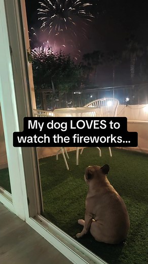 Dog's Joyful Reaction to Fireworks Display