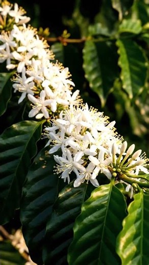 ☕🌿 Coffee Tree Time-Lapse – From Seed to First Beans ✨