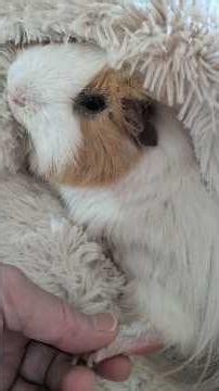 肉球マッサージ中だけ警戒心ゼロになるモルモット😍🐹 #guineapig #癒し #モルモット