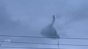Ever see starlings in 'murmuration'? Here's why they flock together in the skies